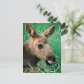 ムース、アルケス、子牛の草の中に横たわる、Kenai ポストカード (スタンド正面)