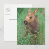 ムース、アルセスアルセス、ふくらはぎ生まれたばかりのスタンド ポストカード (正面/裏面)