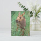 ムース、アルセスアルセス、ふくらはぎ生まれたばかりのスタンド ポストカード (スタンド正面)