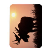 ムース、アルセス・アルケス、大きな〔雄ジカの〕枝角の雄牛。 マグネット (縦)