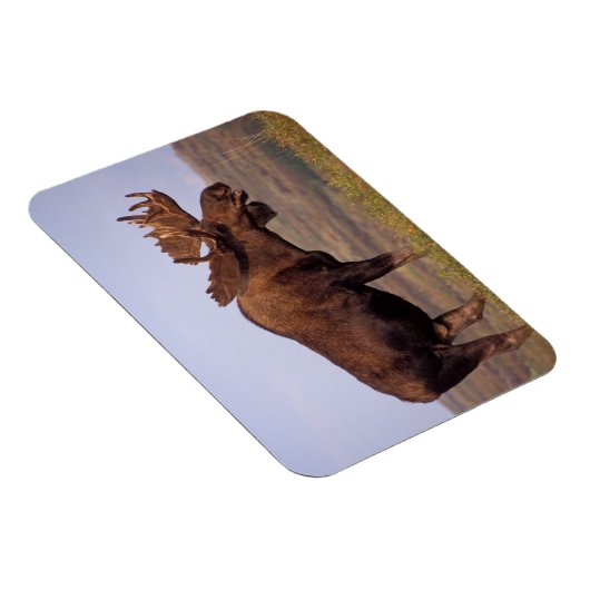 ムース、アルセス・アルセス、大きな〔雄ジカの〕枝角を持つ牛 マグネット (右側)