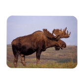 ムース、アルセス・アルセス、大きな〔雄ジカの〕枝角を持つ牛 マグネット (横)