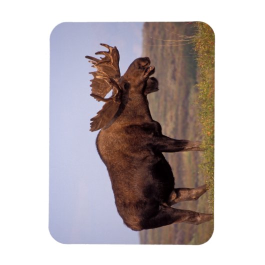 ムース、アルセス・アルセス、大きな〔雄ジカの〕枝角を持つ牛 マグネット (縦)