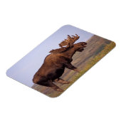 ムース、アルセス・アルセス、大きな〔雄ジカの〕枝角を持つ牛 マグネット (左側)