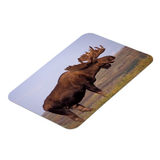 ムース、アルセス・アルセス、大きな〔雄ジカの〕枝角を持つ牛 マグネット (左側)