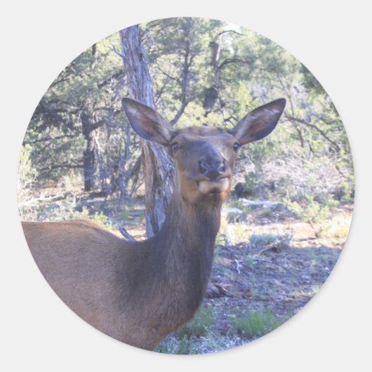 ムース・ステッカー ラウンドシール (正面)