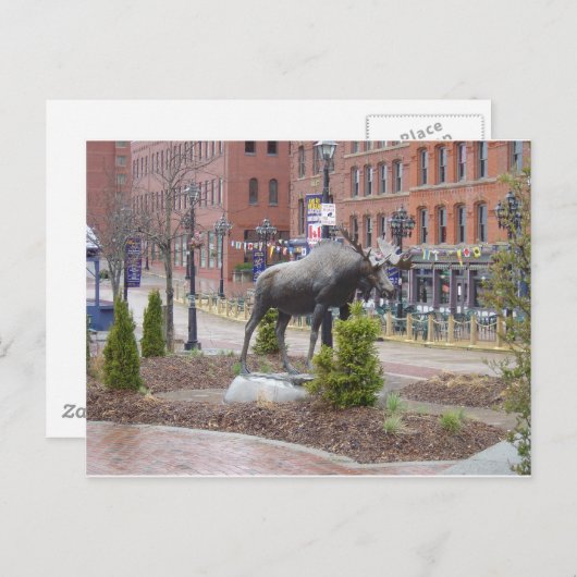 ムース!セントジョン ポストカード (正面/裏面)