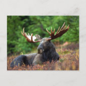 ムース！ ポストカード (正面)
