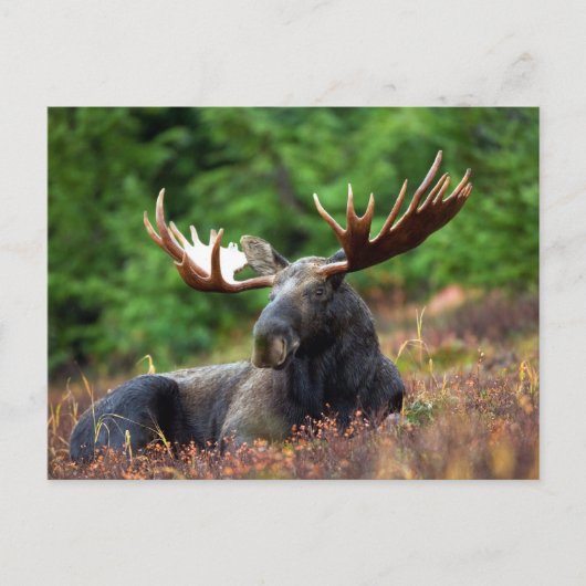 ムース！ ポストカード (正面)