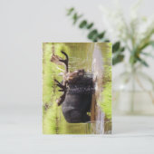 ムース ポストカード (スタンド正面)