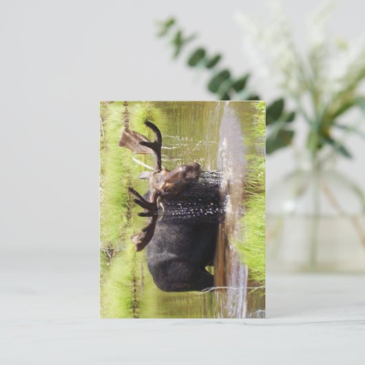 ムース ポストカード (スタンド正面)