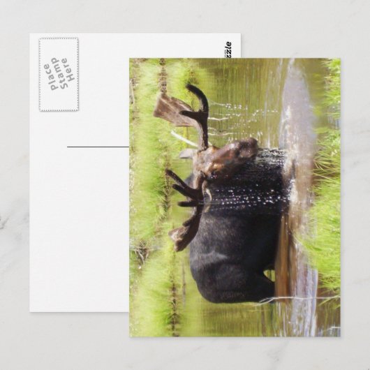 ムース ポストカード (正面/裏面)