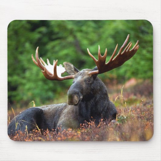 ムース！ マウスパッド (正面)