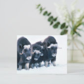 ムーセンジカ ポストカード (スタンド正面)