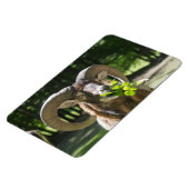 ムーフロンラム マグネット (左側)