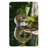 ムーフロンラム マグネット (縦)