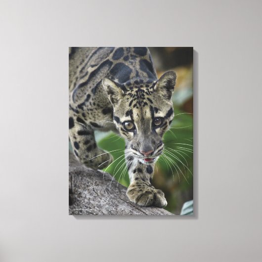 ムーブメントでClouded Leopard キャンバスプリント (正面)