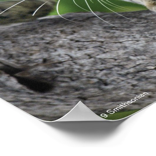 ムーブメントでClouded Leopard ポスター (角)