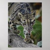 ムーブメントでClouded Leopard ポスター (正面)