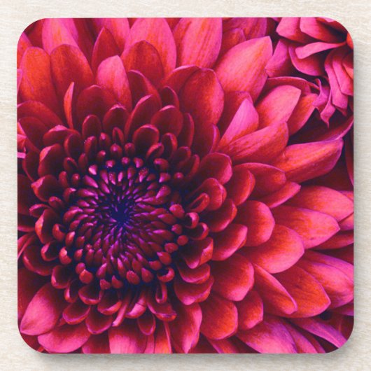 ムームコルクコースター コースター (正面)