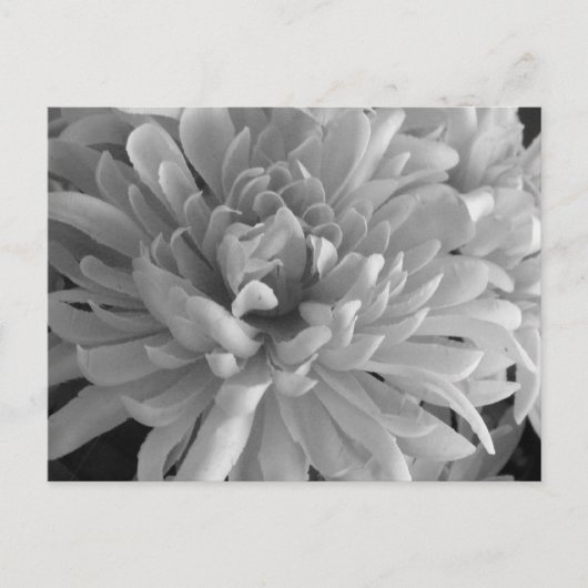 ムーム・ザ・ワード・ハガキ ポストカード (正面)