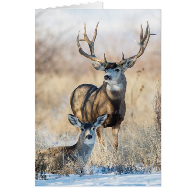 ムールディアバック&ドー (正面)