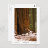 ムールディアフォトポストカード ポストカード (正面/裏面)