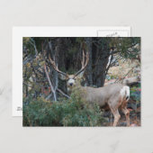 ムールディアースパーバック ポストカード (正面/裏面)