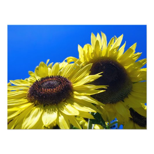 ムーンウォーカーサンフラワーが空に達する フォトプリント            (正面)