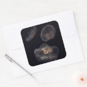 ムーンクラゲ泳ぎ スクエアシール (封筒)