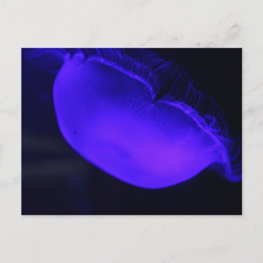 ムーンクラゲ# 6 ポストカード (正面)