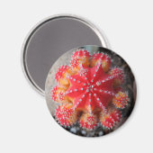 ムーンサボテン磁石 マグネット (正面/裏面)