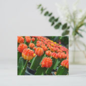 ムーンサボテン ポストカード (スタンド正面)