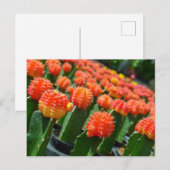 ムーンサボテン ポストカード (正面/裏面)