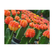 ムーンサボテン