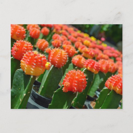 ムーンサボテン ポストカード (正面)