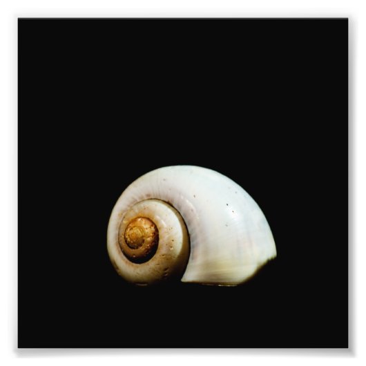 ムーンシェル フォトプリント            (正面)