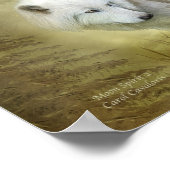 ムーンスピリット2 – ホワイトウルフファインアートポスター/プリント ポスター (角)