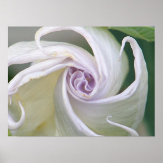 ムーンフラワー ポスター