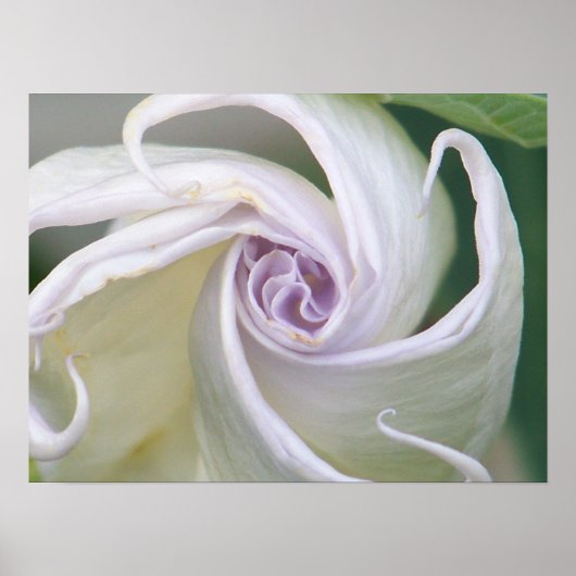 ムーンフラワー ポスター (正面)