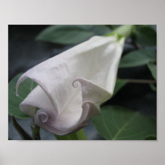 ムーンフラワー ポスター (正面)