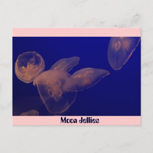 ムーン・ジェリーズ ポストカード (正面)
