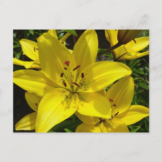 メアケルクガーデンズ ポストカード (正面)