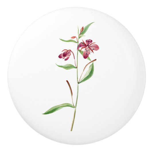 メアリー・ヴォークス・ウォルコットによる「Red Willowweed Print」 セラミックノブ (正面)