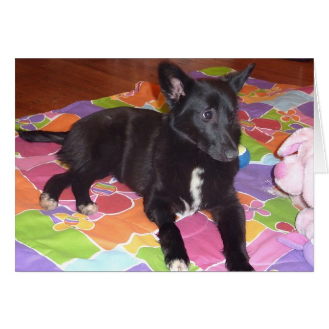 メイシー (正面横)