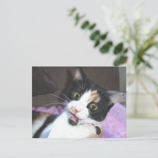 メイジー ポストカード (スタンド正面)