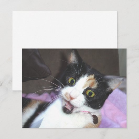 メイジー ポストカード (正面/裏面)