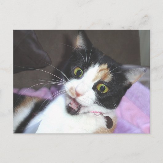 メイジー ポストカード (正面)