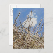 メイフラワー2012 ポストカード (正面/裏面)