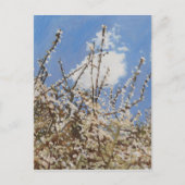 メイフラワー2012 ポストカード (正面)